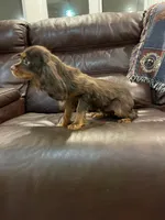 Choc Willie wonka, a male Cavalier King Charles Spaniel for sale in Los Angeles, CA – Photo 8 of 8