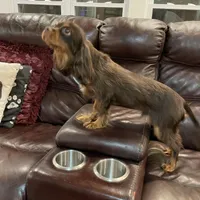 Choc Willie wonka, a male Cavalier King Charles Spaniel for sale in Los Angeles, CA – Photo 3 of 8