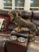 Choc Willie wonka, a male Cavalier King Charles Spaniel for sale in Los Angeles, CA – Photo 3 of 8