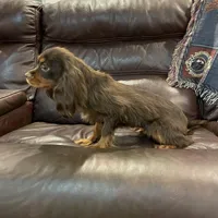 Choc Willie wonka, a male Cavalier King Charles Spaniel for sale in Los Angeles, CA – Photo 4 of 8