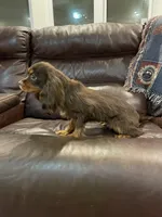 Choc Willie wonka, a male Cavalier King Charles Spaniel for sale in Los Angeles, CA – Photo 4 of 8