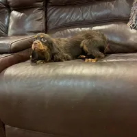 Choc Willie wonka, a male Cavalier King Charles Spaniel for sale in Los Angeles, CA – Photo 5 of 8