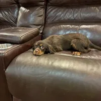 Choc Willie wonka, a male Cavalier King Charles Spaniel for sale in Los Angeles, CA – Photo 6 of 8