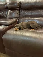 Choc Willie wonka, a male Cavalier King Charles Spaniel for sale in Los Angeles, CA – Photo 6 of 8