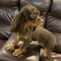 Choc Willie wonka, a male Cavalier King Charles Spaniel for sale in Los Angeles, CA – Photo 7 of 8