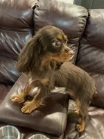 Choc Willie wonka, a male Cavalier King Charles Spaniel for sale in Los Angeles, CA – Photo 7 of 8
