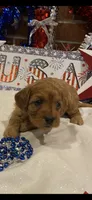 Addie , a female Cavapoo for sale in San Diego, CA – 5 of 7