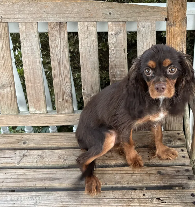 Dallas – Cavalier King Charles Spaniel puppy for sale in South Lake Tahoe, CA