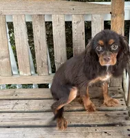 Dallas, a male Cavalier King Charles Spaniel for sale in South Lake Tahoe, CA – 1 of 5