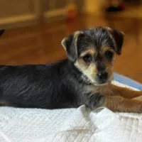 Kyro , a male Yorkipoo for sale in Sacramento, CA – Photo 1 of 2