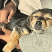 Kyro , a male Yorkipoo for sale in Sacramento, CA – Photo 2 of 2