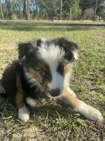 Bear, a male Australian Shepherd for sale in Bristol, FL – Photo 3 of 6
