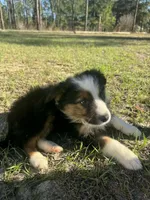 Bear, a male Australian Shepherd for sale in Bristol, FL – Photo 2 of 6