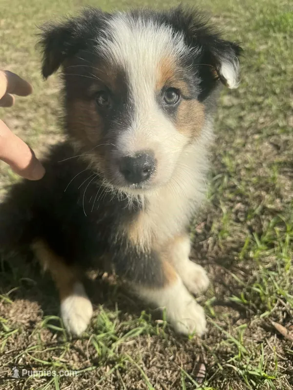 Bear, a male Australian Shepherd for sale in Bristol, FL – Photo 1 of 6