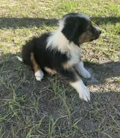 Bear, a male Australian Shepherd for sale in Bristol, FL – Photo 6 of 6
