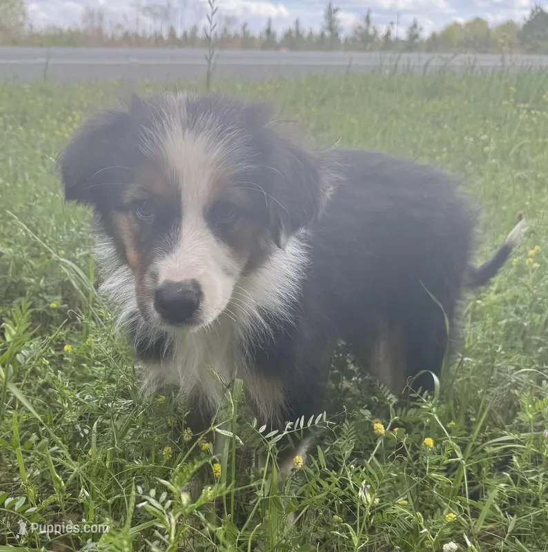 Bear – Australian Shepherd puppy for sale in Bristol, FL