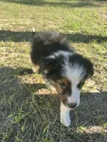 Bear, a male Australian Shepherd for sale in Bristol, FL – Photo 4 of 6