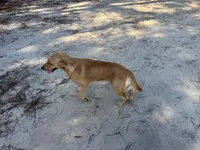 Daisy , a female Golden Retriever for sale in Bristol, FL – 4 of 4