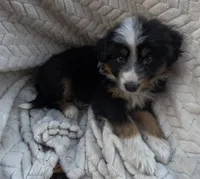 Cowboy, a male Australian Shepherd for sale in Bristol, FL – Photo 3 of 3