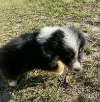 Cowboy, a male Australian Shepherd for sale in Bristol, FL – Photo 2 of 3