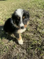 Cowboy, a male Australian Shepherd for sale in Bristol, FL – Photo 1 of 3