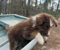 Lightening , a male Australian Shepherd for sale in Bristol, FL – Photo 6 of 7