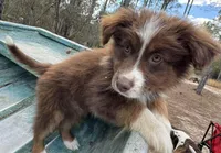 Lightening , a male Australian Shepherd for sale in Bristol, FL – Photo 4 of 7