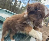 Lightening , a male Australian Shepherd for sale in Bristol, FL – Photo 5 of 7