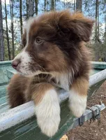 Lightening , a male Australian Shepherd for sale in Bristol, FL – Photo 3 of 7