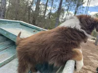 Lightening , a male Australian Shepherd for sale in Bristol, FL – Photo 7 of 7