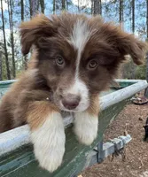 Lightening , a male Australian Shepherd for sale in Bristol, FL – Photo 2 of 7