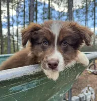 Lightening , a male Australian Shepherd for sale in Bristol, FL – Photo 1 of 7