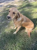 Daisy , a female Golden Retriever for sale in Bristol, FL – 2 of 4
