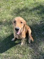 Daisy , a female Golden Retriever for sale in Bristol, FL – 3 of 4