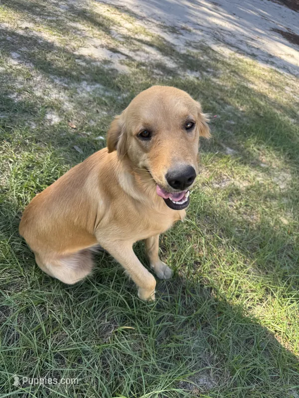 Daisy  – Golden Retriever puppy for sale in Bristol, FL