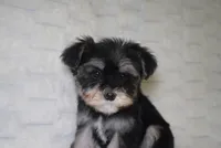 Aspen , a female Yorkipoo and Poodle - Toy  for sale in Raleigh, NC – 3 of 4