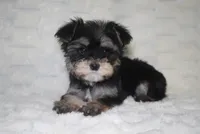Aspen , a female Yorkipoo and Poodle - Toy  for sale in Raleigh, NC – 2 of 4