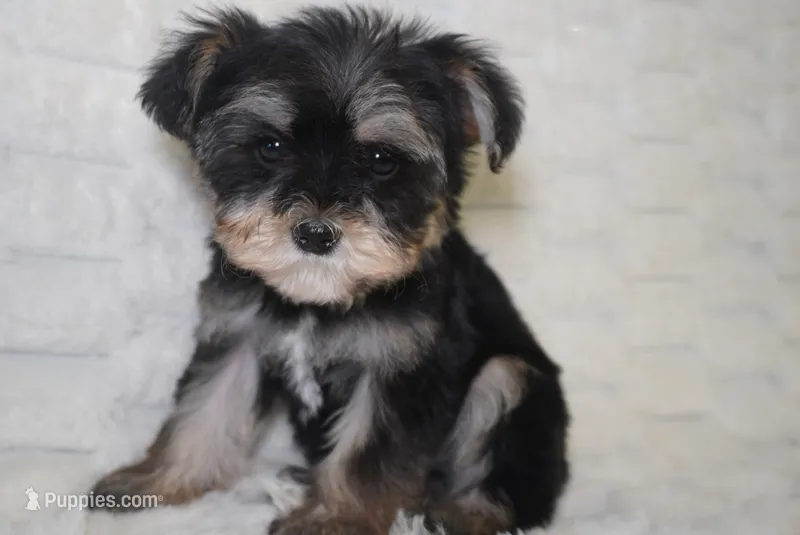 Aspen  – Yorkipoo, Poodle - Toy  puppy for sale in Raleigh, NC