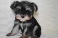 Aspen , a female Yorkipoo and Poodle - Toy  for sale in Raleigh, NC – 1 of 4