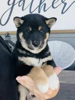 processed/5a345b53-2959-43e3-982f-3a71f4cf870b/listing/4c4abae2-d03b-45c8-b690-8482be490eaa/68f0d4fe-fe13-4c23-892c-73d6b5751e34