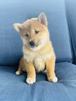 Timber, a female Shiba Inu for sale in Springfield, MO – Photo 2 of 3