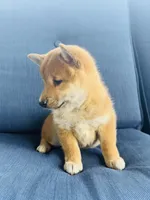 Timber, a female Shiba Inu for sale in Springfield, MO – Photo 3 of 3