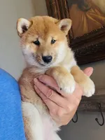 Timber, a female Shiba Inu for sale in Springfield, MO – Photo 1 of 3
