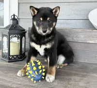 Tate, a male Shiba Inu for sale in Springfield, MO – Photo 1 of 2