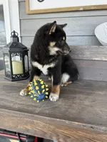 Tate, a male Shiba Inu for sale in Springfield, MO – Photo 2 of 2