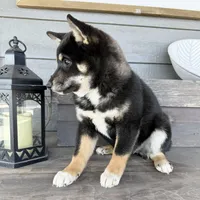 Tymber HOLD, a female Shiba Inu for sale in Springfield, MO – Photo 2 of 2