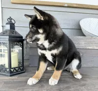 Tymber, a female Shiba Inu for sale in Springfield, MO – Photo 2 of 2