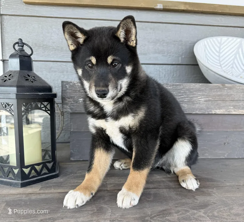 Tymber, a female Shiba Inu for sale in Springfield, MO – Photo 1 of 2