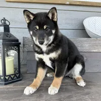 Tymber HOLD, a female Shiba Inu for sale in Springfield, MO – Photo 1 of 2