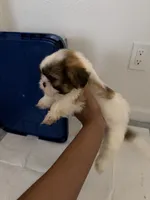 Teddy, a male Shih Tzu for sale in Houston, TX – 2 of 4